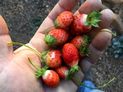 I Thought There Was Only One Strawberry Today photo