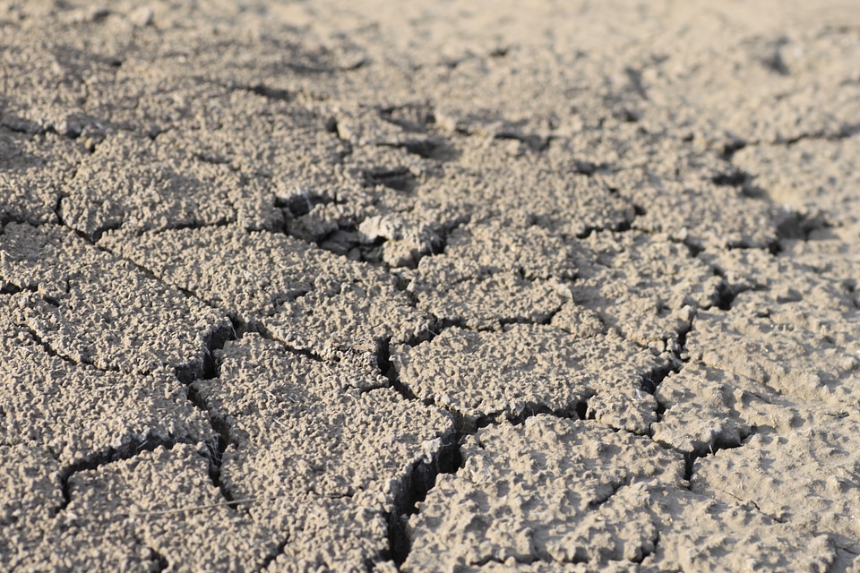 Dry drought shriveled from