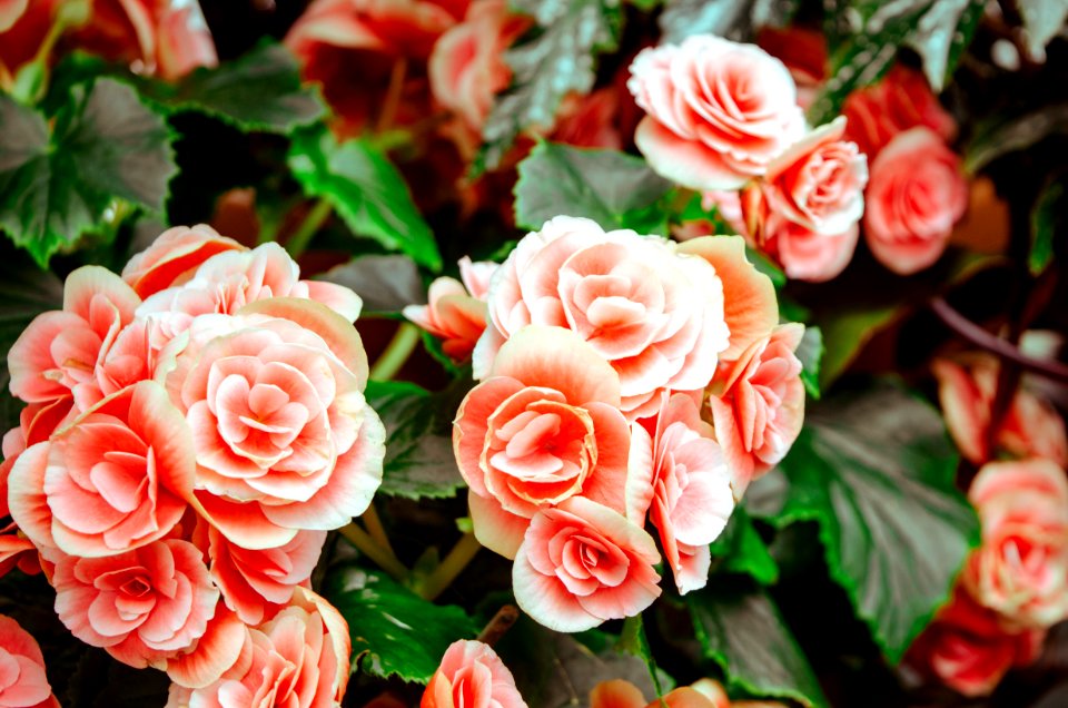 Beautiful Bloom Blooming Blossom