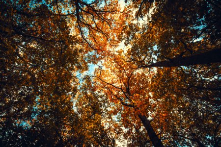 Autumn Autumn Leaves Fall