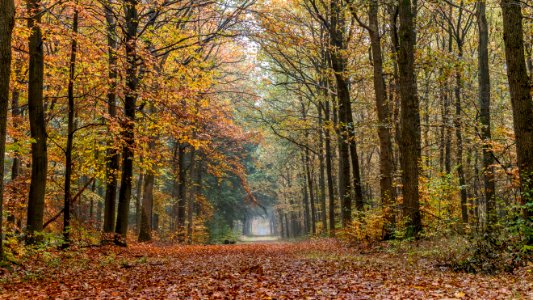 Autumn Autumn Leaves Branches photo