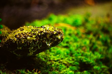 Amphibian Animal Biology