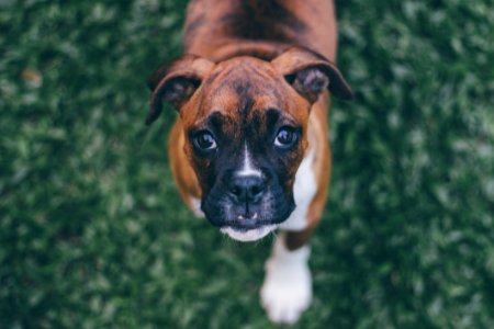 Adorable Animal Baby Dog