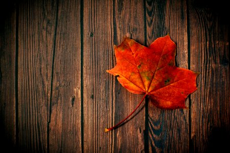 Autumn Leaf Board