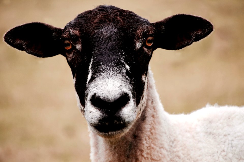 Agriculture Animal Animal Photography
