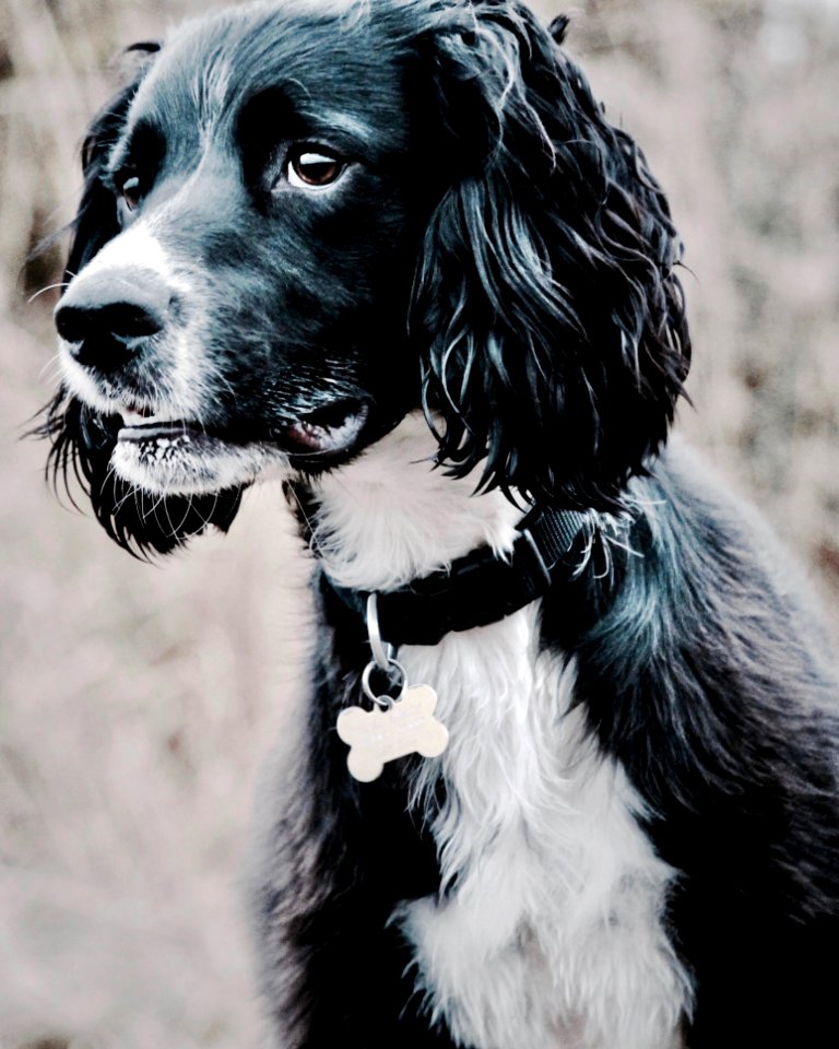 Adorable Animal Blur Breed
