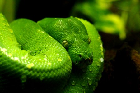 Animal Biology Blur Close-up