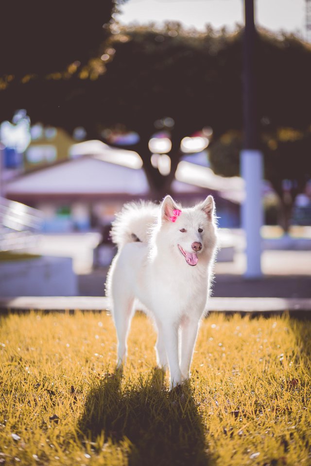 Adorable Animal Canine