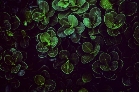Dew Drops Of