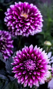 Bloom Blossom Close-up Dahlia