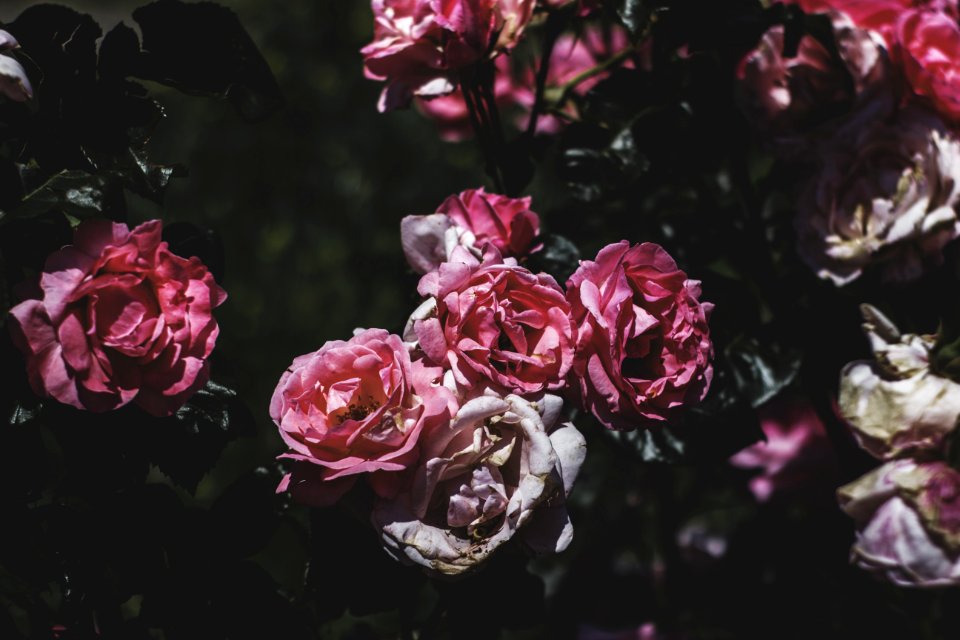 Bloom Blooming Blossom