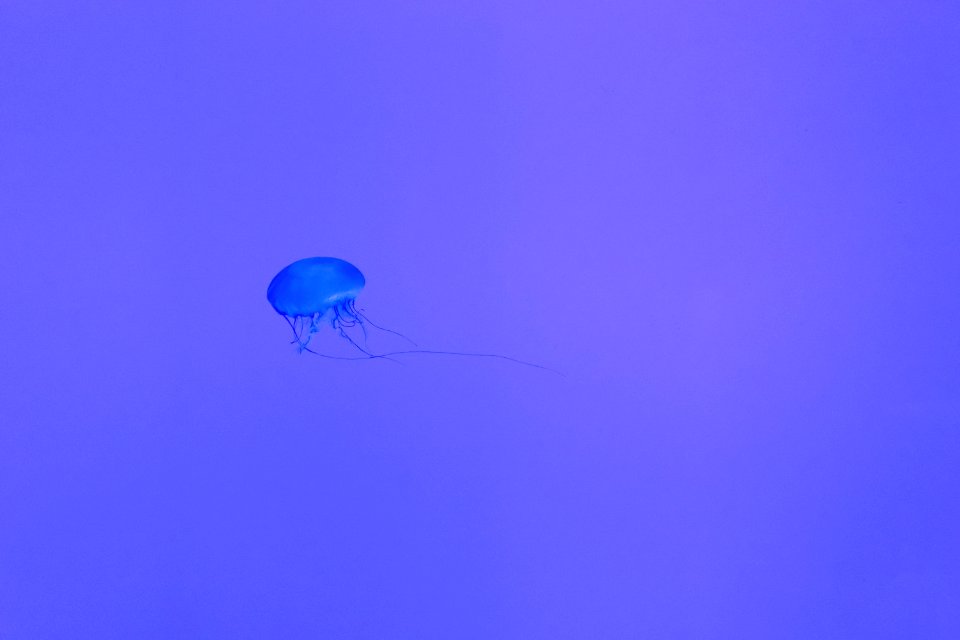Animal Aquatic Animal Fish