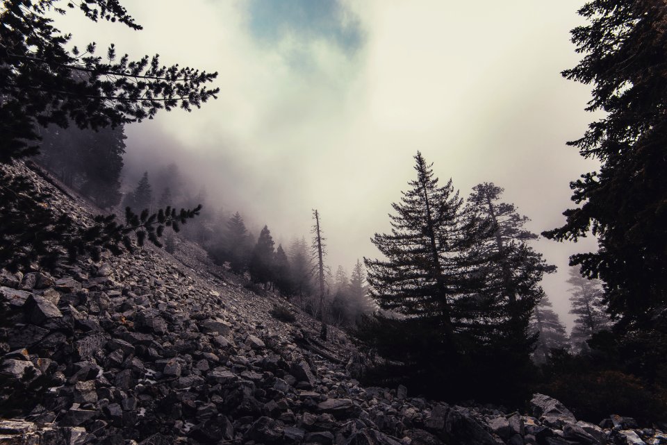 Clouds Cold Conifer
