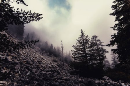 Clouds Cold Conifer