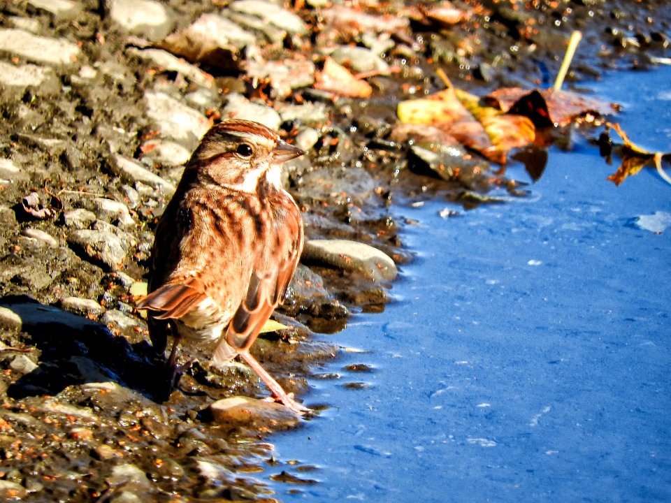 Oiseau (Bruant Chanteur) 142