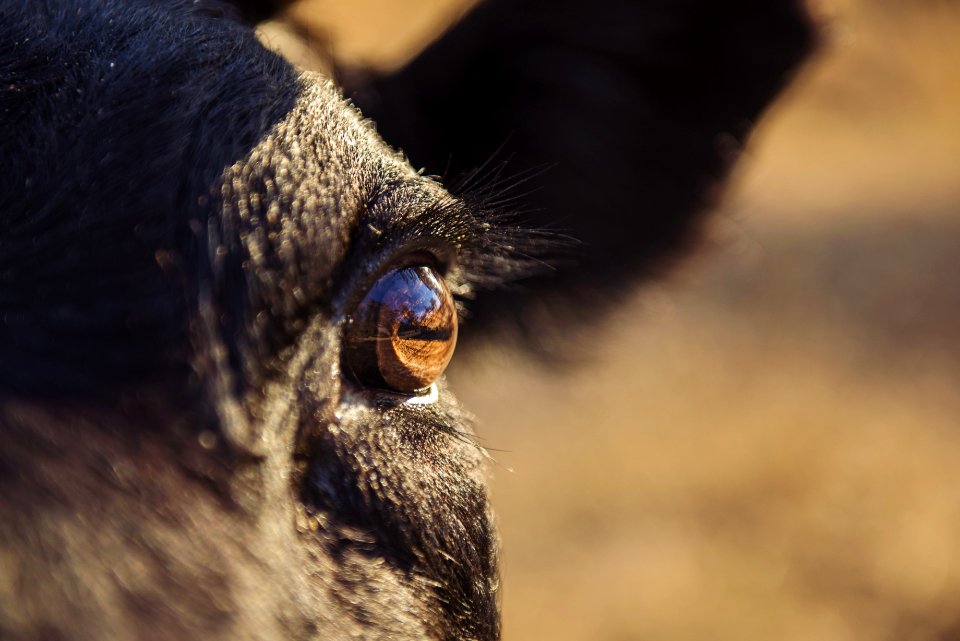 Animal Blur Cattle Close-up