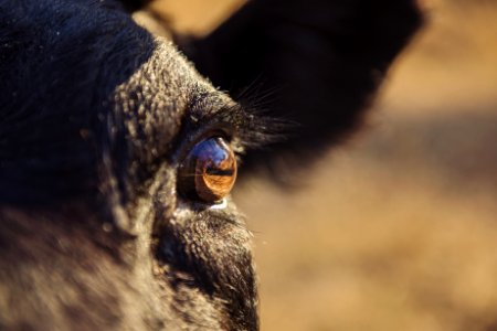 Animal Blur Cattle Close-up