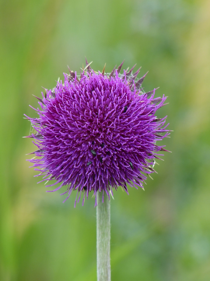 Blossom bloom purple