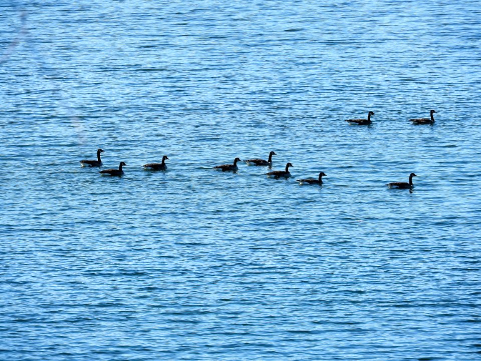 Oiseau (Bernache Du Canada) 416