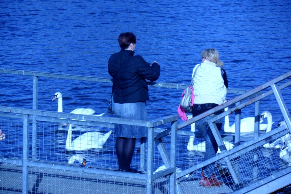 Two Women Feeding The Swans