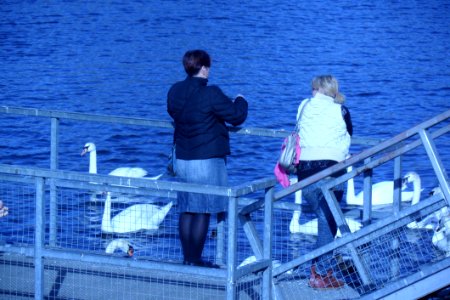 Two Women Feeding The Swans