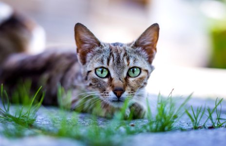 Animal Blur Cat Cat photo