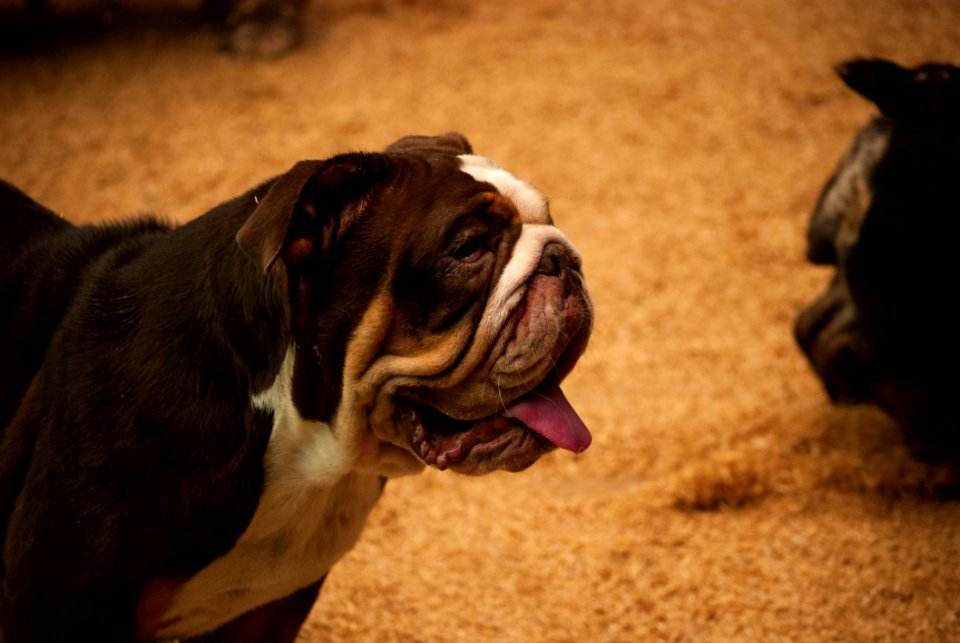 Wrinkled Pretty Lady