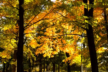 Autumn Trees In Quebec Canada
