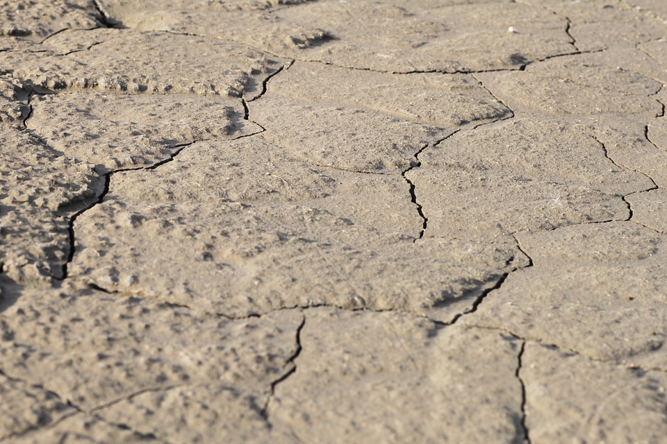 Dry drought shriveled from
