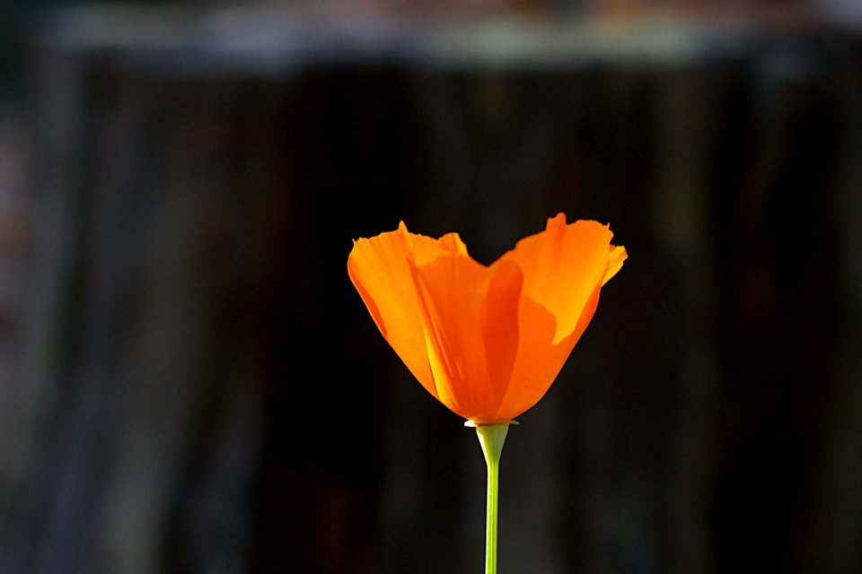 2017365288 One Poppy To Rule Them All