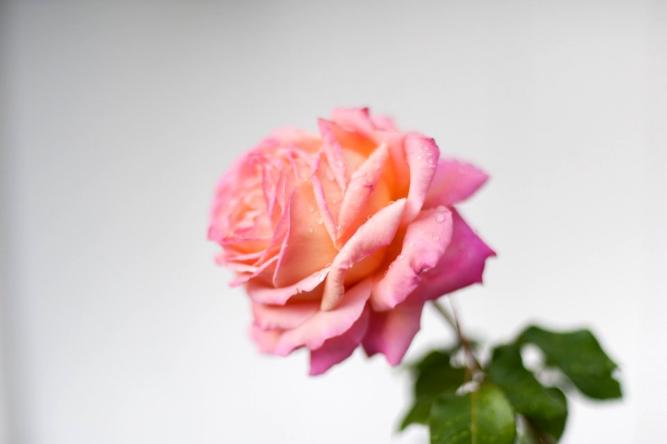 Flower Rose Pink Rose Family