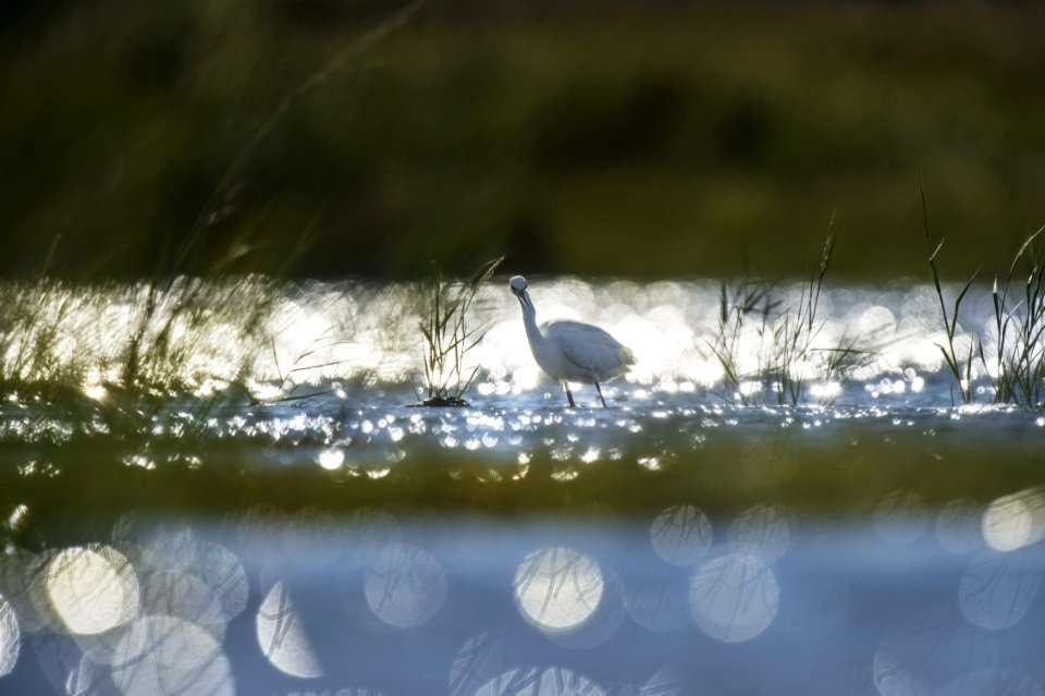 Water Reflection Fauna Wildlife