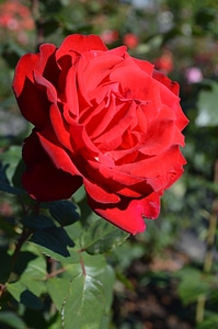 Roses nature romantic