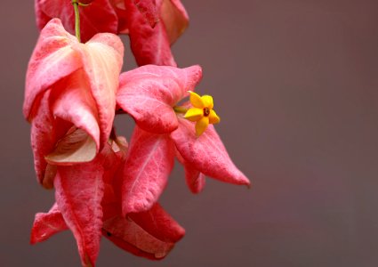 Flower Flora Pink Petal photo