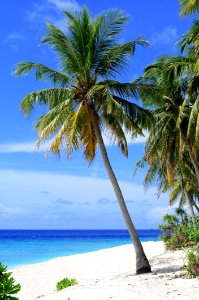 Tropics Sky Caribbean Palm Tree photo