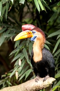 Bird Beak Hornbill Fauna