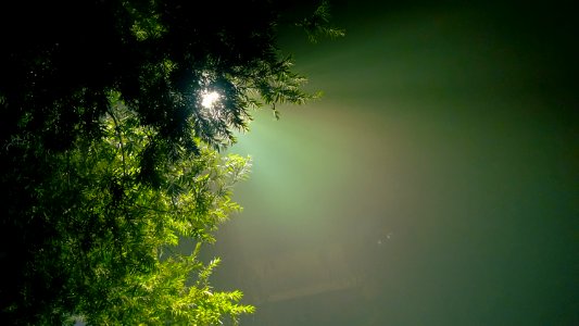 Green Nature Vegetation Leaf photo