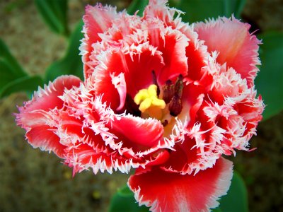 Flower Flowering Plant Plant Tulip