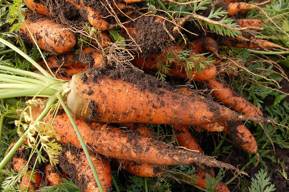 Vegetable garden plant vegetables