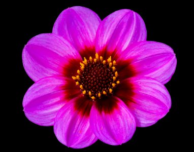 Flower Violet Purple Dahlia photo