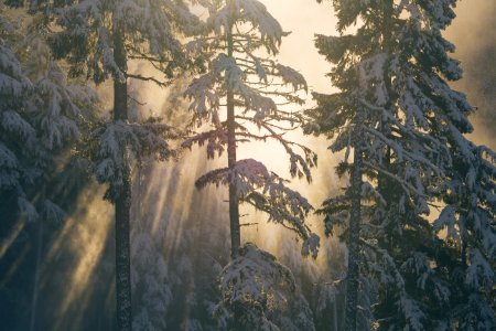 Tree Winter Frost Sky photo