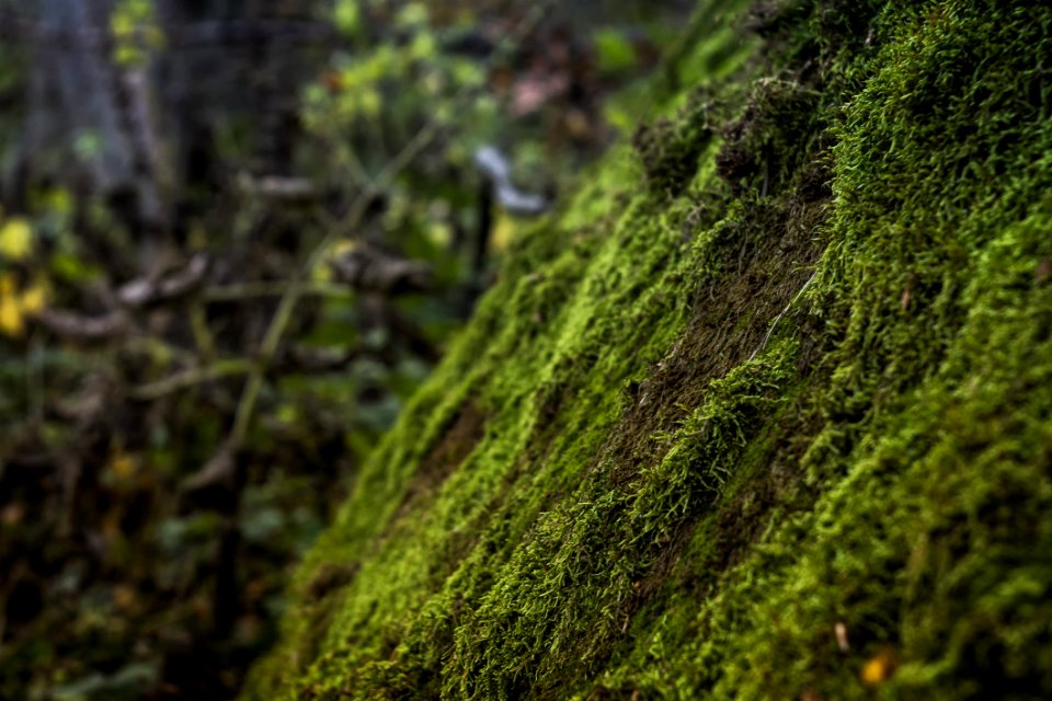 Vegetation Ecosystem Moss Non Vascular Land Plant