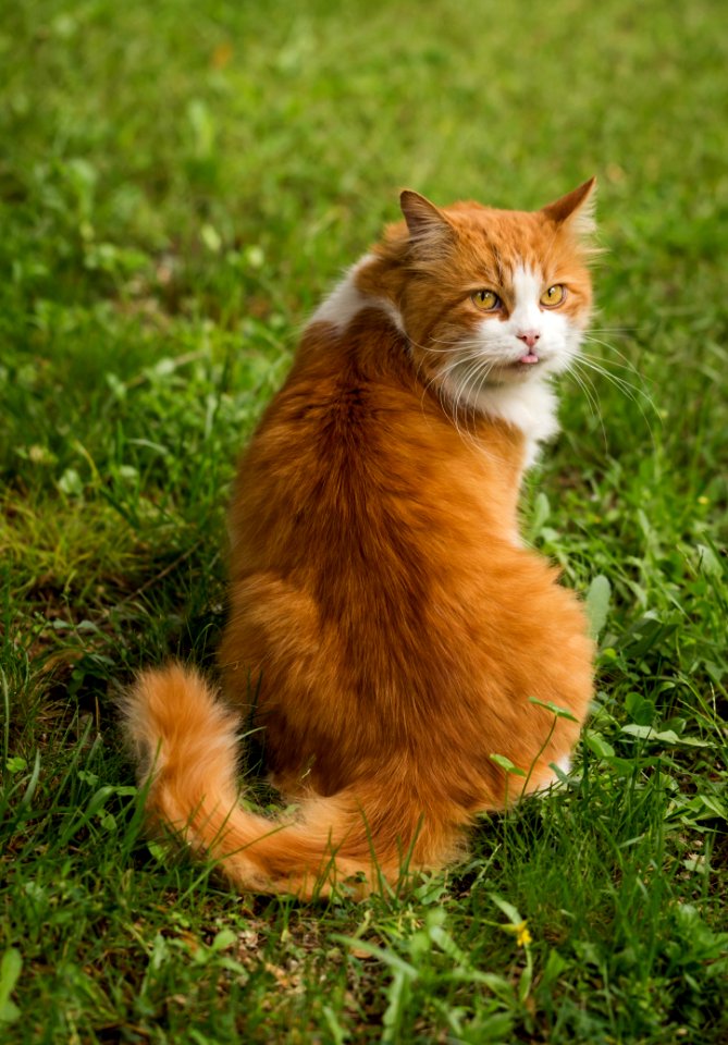 Cat Whiskers Fauna Small To Medium Sized Cats