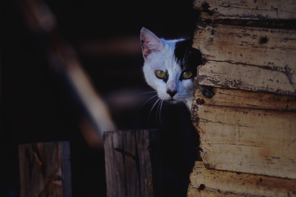 Cat Mammal Small To Medium Sized Cats Fauna
