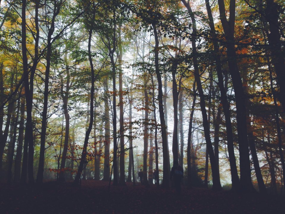 Nature Tree Ecosystem Forest