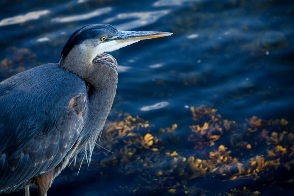 Bird Beak Close Up Heron