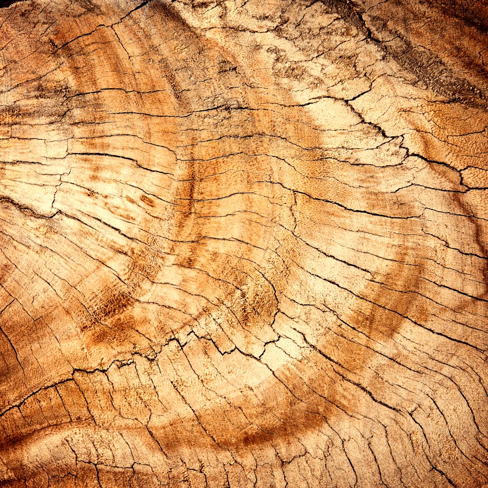 Wood Trunk Rock Soil photo