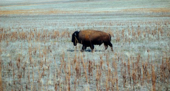 Wildlife Cattle Like Mammal Bison Prairie photo