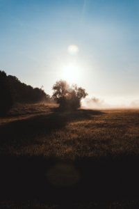 Lonely Tree In The Morning Light