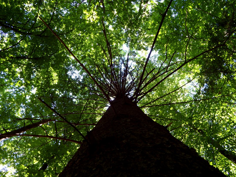 Tree Vegetation Woody Plant Ecosystem